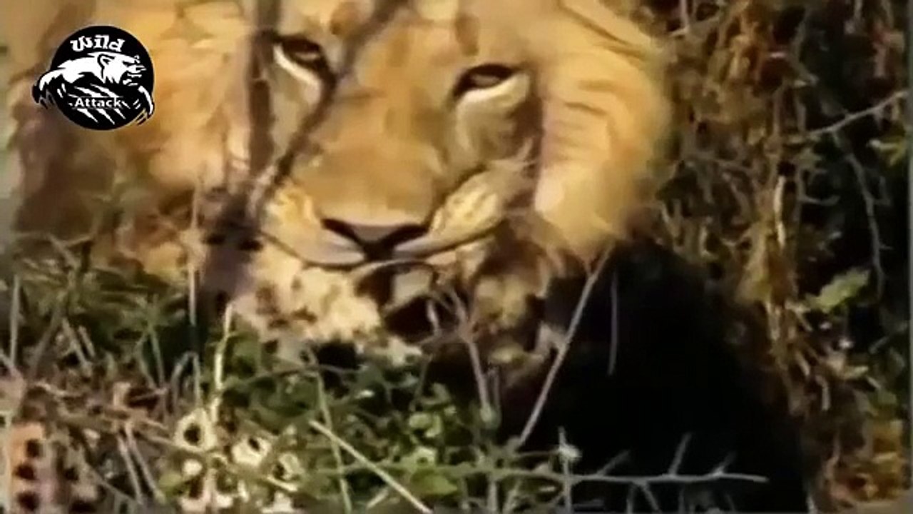 lion vs cheetah best attacks compilation HD
