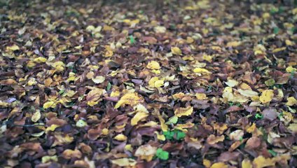 [FR] A l'assaut du Palais des Morts - Discussion avec les viewers