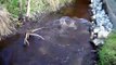 Amazing video of spawning fish at Fireside Lodge
