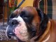 Boxer Roncando - chien ronfleur - snoring dog