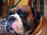 Boxer Roncando - chien ronfleur - snoring dog