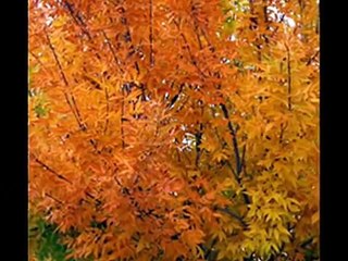 February Song: Josh Groban