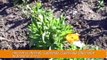 Growing calendula: Calendula Officinalis