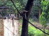 National Geographic: Wild Wild Monkeys