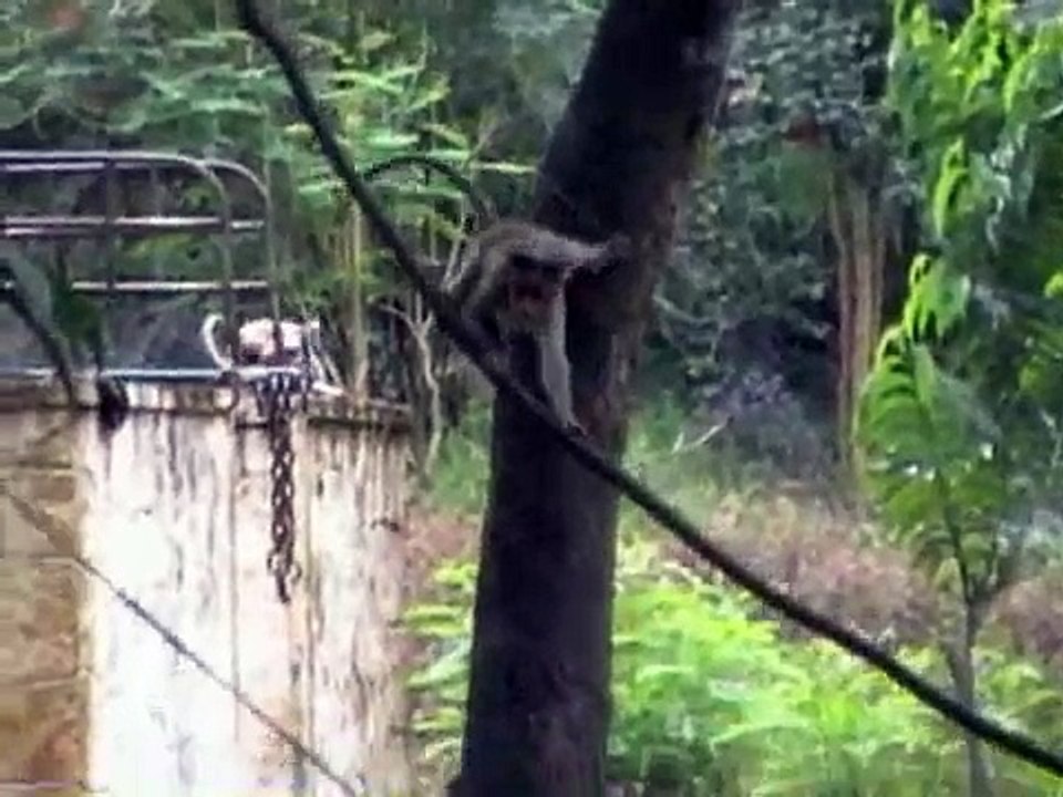 National Geographic: Wild Wild Monkeys