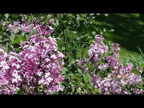 Best Flowering Shrubs - Dwarf Lilac Red Pixie