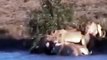 Lion Attacks Buffalo | Animal Planet 2015 | Wildlife Documentary | National Geographic Ani