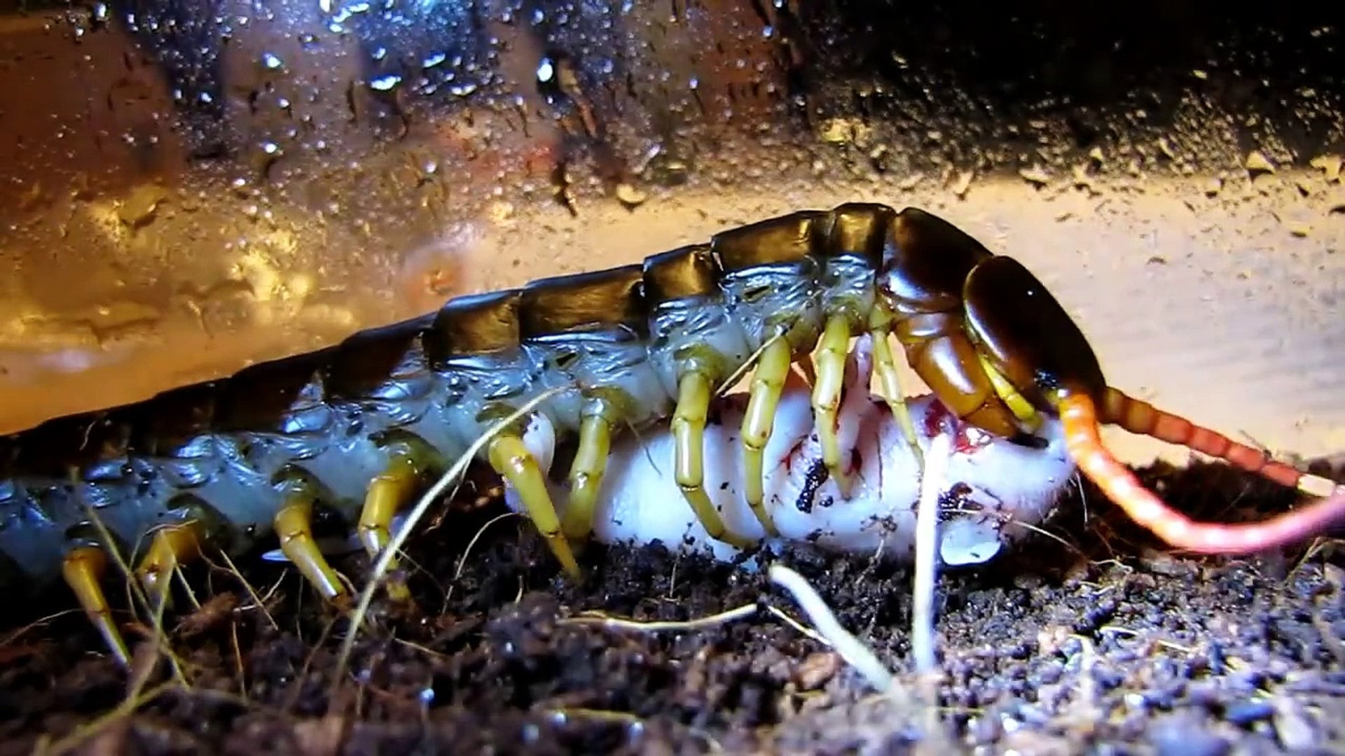 giant centipede eating bat