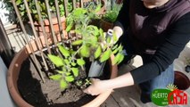 El huerto en casa 24 cultivando tomates