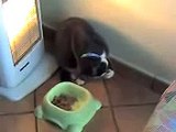 il mio gatto mangia con le zampe ihih!!