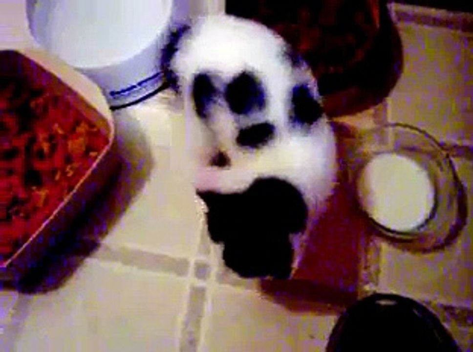 Squirt, after the first night!