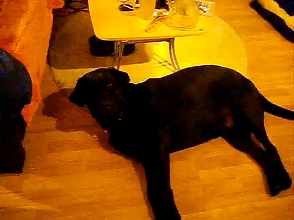 Ich brech zusammen ein schnarchender Hund