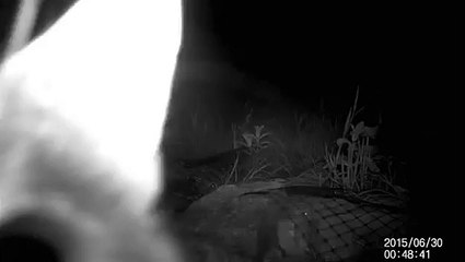 Maginon Wildlife Camera Footage - cat
