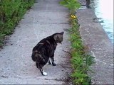 Sheena The Manx Cat, Meets The Raccoons Of The Park!