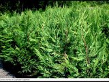 Fast Growing Trees.....Leyland Cypress Trees