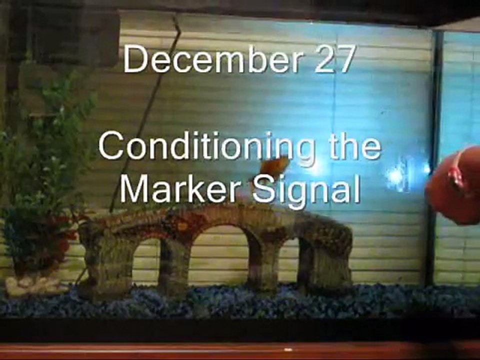 Shaping a goldfish to swim under a bridge using clicker training