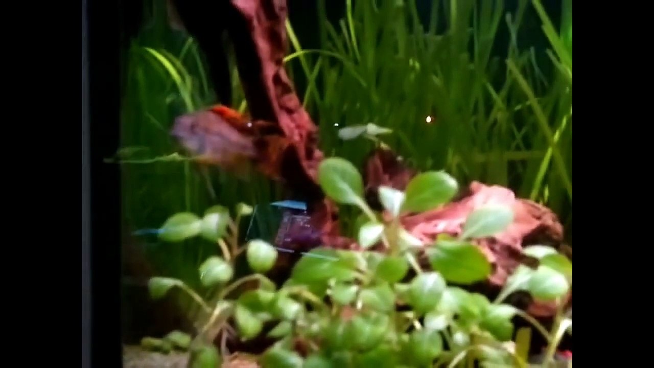 84. VegasSurfer contest enrty