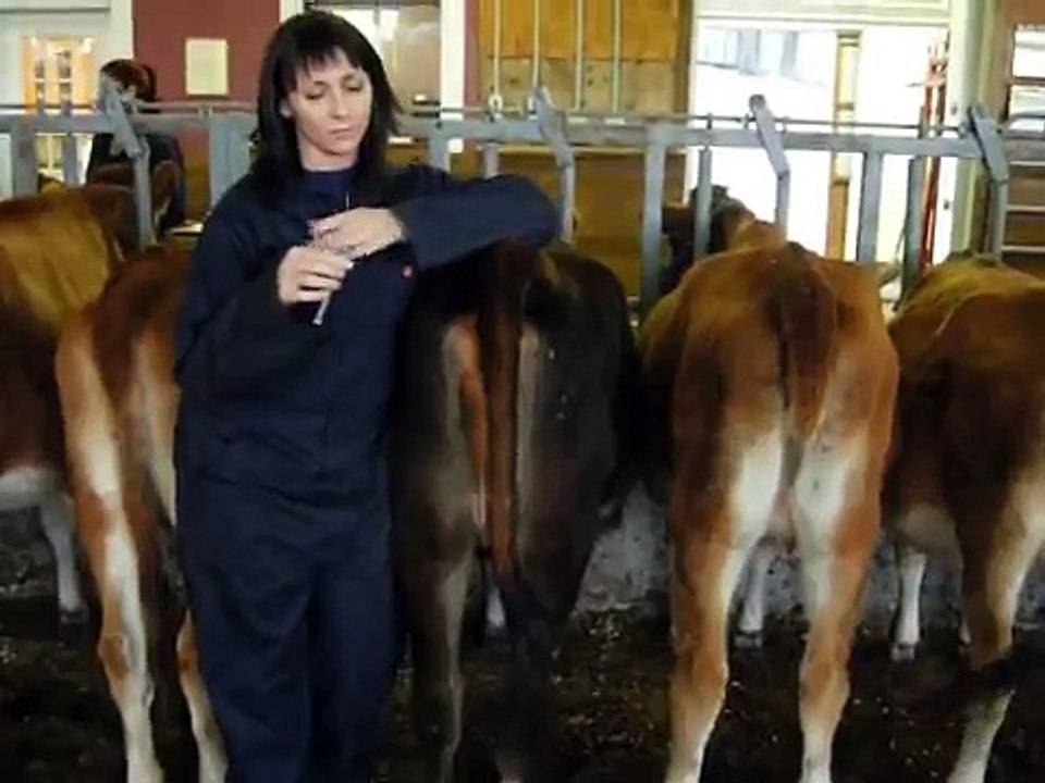 IM injection - Cow
