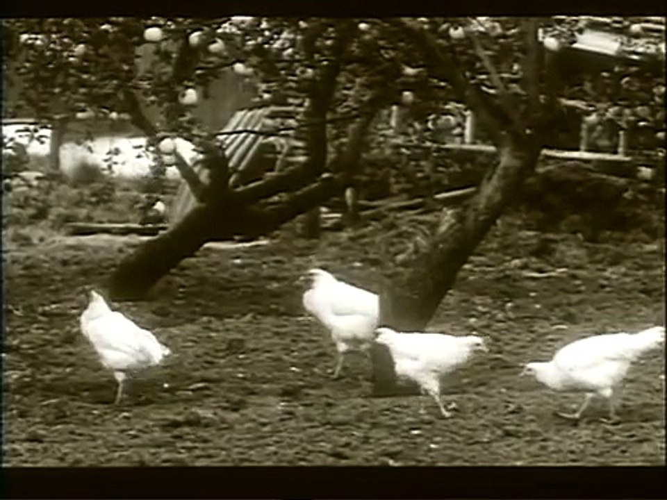 Belovy (1994) - Caballo Viejo