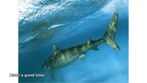 facts about tiger sharks