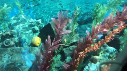 "Disneyland" Finding Nemo Undersea Ride!