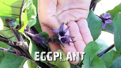 Flaim Farms - Vineland, NJ