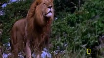 La Vida De Los Leones en Africa Lion Documentales | National Geographic WILD Español