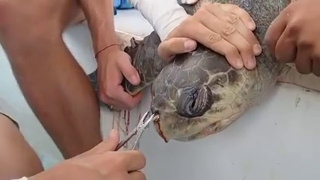 This is why you should never throw your waste to the sea A whole plastic straw removed from a turtles nose