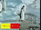 Pingouin humour - funny penguin