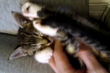 Sleepy sleepy sleepy kitten