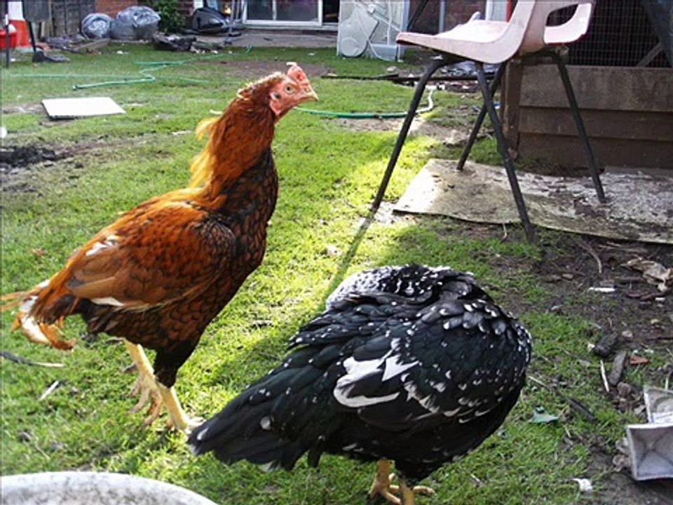 rozer aseel birds.wmv