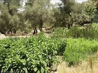 Jbal Rif - Saida Fikri- By NourddineBGB