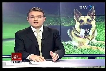 Complex Rin Tin Tin la stirile TVR1