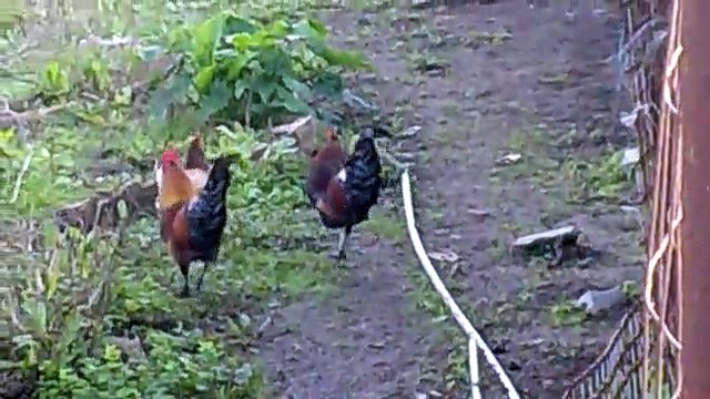 Meus Animais da minha Fazenda