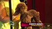 Amores Perros y otros Amores - Congreso de Animal Groom - Segunda parte