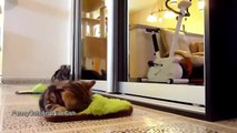 FANNY CATS VIDEO   FANNY CATS COMPILATIONS   FANNY VIDEO   Funny Animals Funny Pranks Funny Fails 72