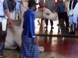 Proses Penyembelihan Unta untuk Hari Raya Haji /  Idul Adha / Qurban di Mekah