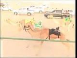 سباق الهجن في النعيريه