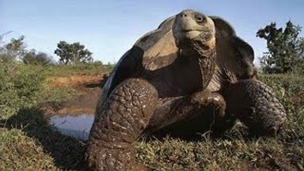 The largest animals In the world