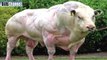 World's Biggest Animals All Time | TOP 10 Biggest Animals| Huge Animals