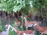 Lamppost Farm Grazing Goats