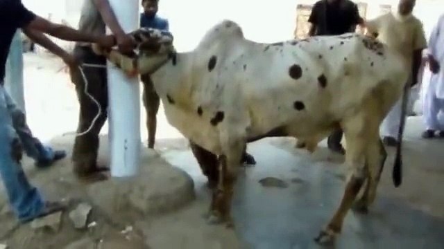 Anari Kasai Bakra Eid Pakistan 2015