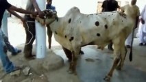 Anari Kasai Bakra Eid Pakistan 2015