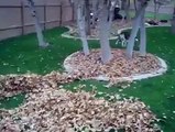 Dog loves playing with leaves lol