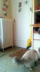 Cat Welcomes Home Soldier (awesome)