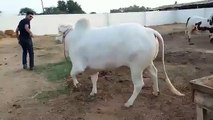 Qurbani Bull For Sale Bakra Eid 2015 03032027409