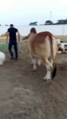 Sahiwal Bachra For Sale Bakra Eid 2015 03032027409