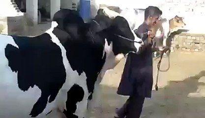 Beautiful Bull At Bahawalpur Bakra Eid 2015