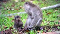 Long-tailed Macaque mother , baby looking cute , adorable in Borneo jungle.. Stock Footage