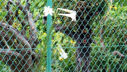 Triffids Take Over Japan!!